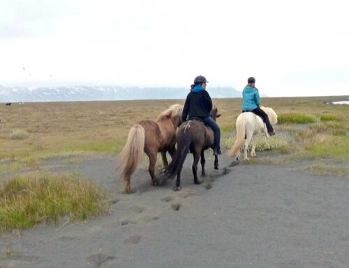 Island zu Pferde