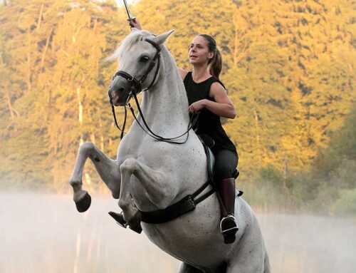 Einhändiges Reiten ist die Krönung der Klassischen Reiterei.