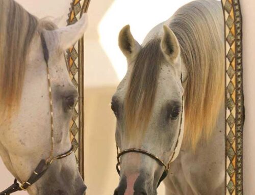 Was erleben Pferde beim Blick in den Spiegel?