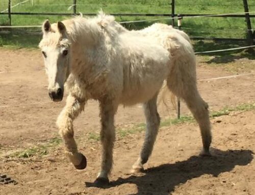 Neue Behandlung für Pferde mit Cushing-Syndrom: Cabergolin als vielversprechende Alternative zu Pergolid