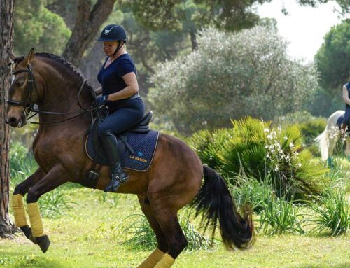 Yeguada La Pasión – Reitexellenz in Andalusien