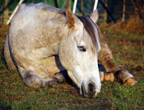 Schlafstörungen bei Pferden – Erkrankung oder chronischer Schlafmangel?
