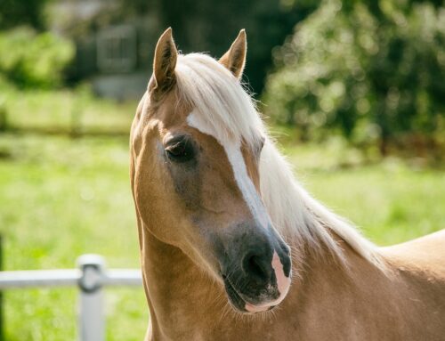 Haflinger Europachampionat 2024: Working Equitation begeistert in Stadl-Paura