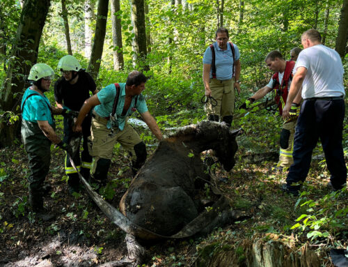 Tierrettungseinsatz in Goch: Pferd aus Morast befreit