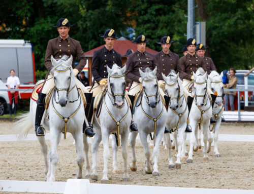 Absage des Festes der Lipizzaner 2024 im Gestüt Piber