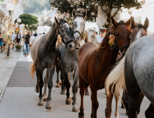 Almabtrieb in Piber: Ein Fest der Tradition und Gemeinschaft