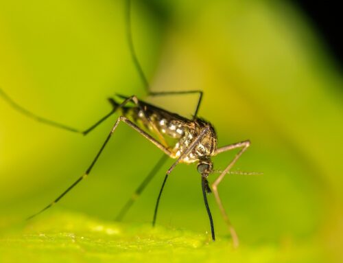 Impfung gegen das West-Nil-Virus bei Pferden: Wichtige Informationen für Pferdebesitzer