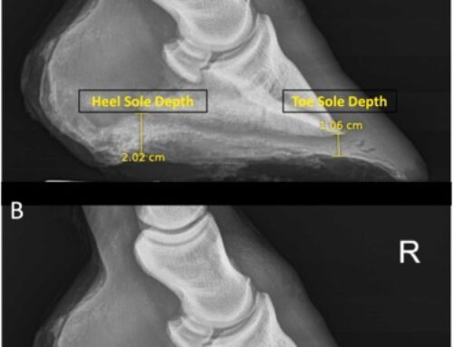 Kann Magnetfeldtherapie bei dünnen Hufsohlen helfen?