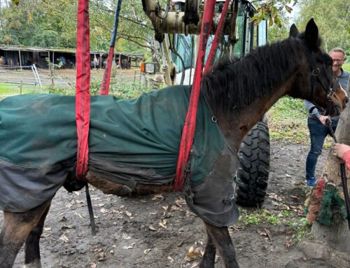 Feuerwehreinsatz in Gelsenkirchen: Pferd erfolgreich gerettet