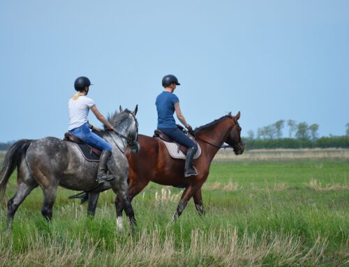 Wie lange dauert es, Reiten zu lernen?