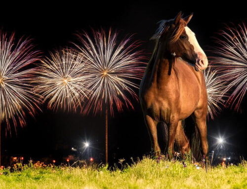 Alarmstufe Rot für Pferde: Feuerwerk bedroht das Leben unserer geliebten Vierbeiner!