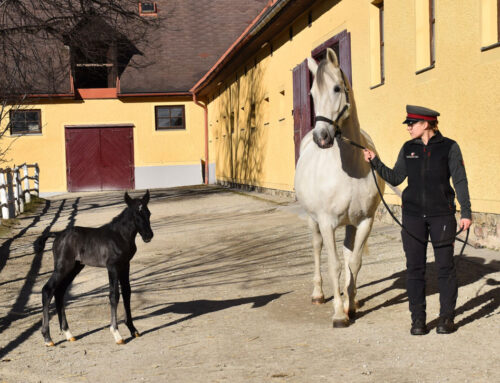 Erstes Fohlen des Jahres 2025 im Lipizzanergestüt Piber geboren