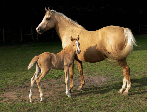 Wie der Palomino zu seinem Namen kam