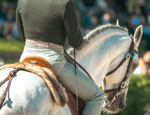 Spannende Highlights 2025: Working Equitation im Überblick