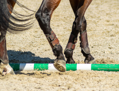 Internationale Working Equitation Turniere 2025 – Europa