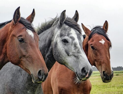 Pferde als scharfsinnige Beobachter: Wie menschliches Verhalten ihr Futter- und Sozialverhalten beeinflusst