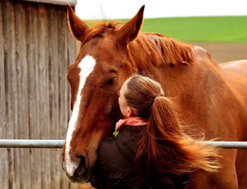 Der gesellschaftliche Wert des Pferdes: Mehr als nur ein Sport- und Freizeitbegleiter