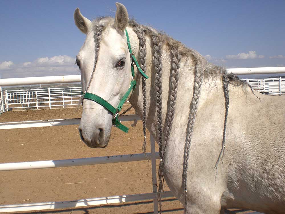 Hängezopf-Pferdefrisur