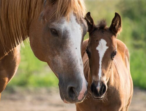 Pferdewirtschaft schaut Richtung 2030: Therapie, Freizeit und Nachhaltigkeit im Fokus