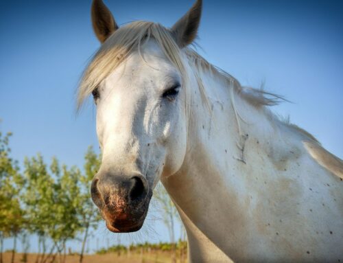 Was uns die Gesichter von Pferden verraten