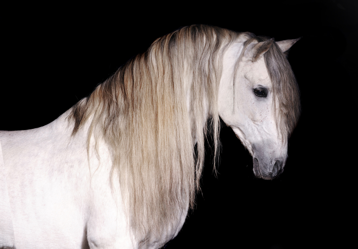 andalusian horse, Hofreitschule News