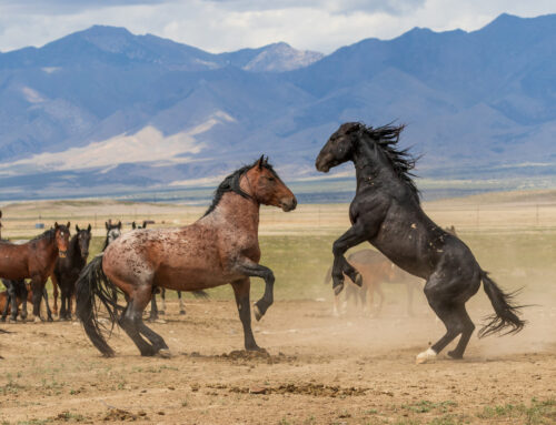 Mustang Makeover 2025 in Aachen
