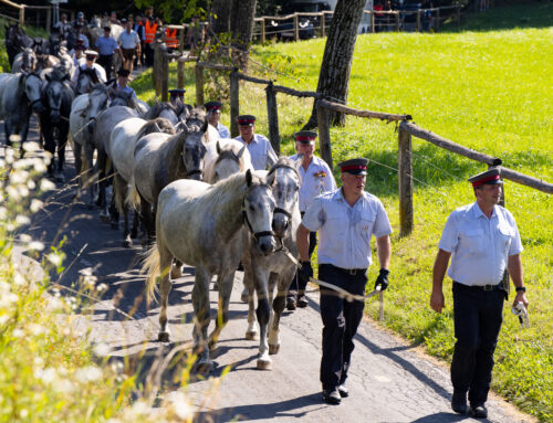 Almabtrieb der Lipizzaner