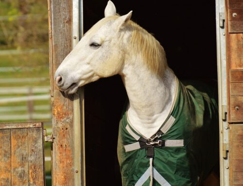 Herzinsuffizienz beim Pferd verständlich erklärt
