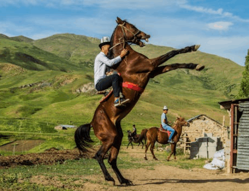 Aggressive Pferde haben oft permanente Schmerzen
