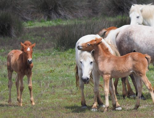 World Horse Day