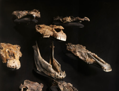 300.000 Jahre alte DNA: Schöningen enthüllt Ursprung der modernen Pferde