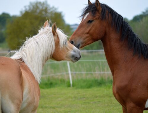 Magengeschwüre beim Pferd vorbeugen