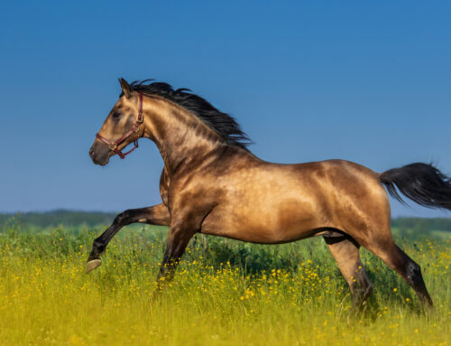 Top 8 Barockpferderassen