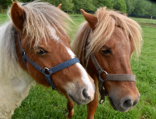 Reitturnier in München aus Tierschutz-Gründen abgebrochen