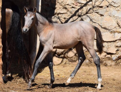 Parasiten bei Pferden