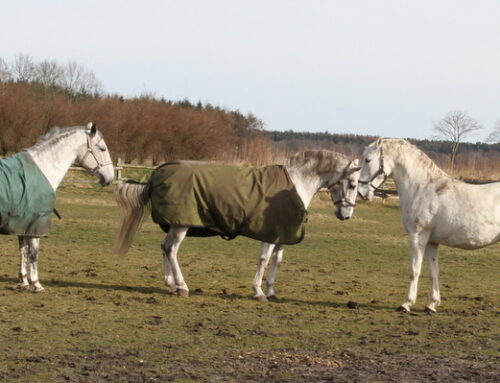 Bei kalten Temperaturen bevorzugen Pferde eine Decke