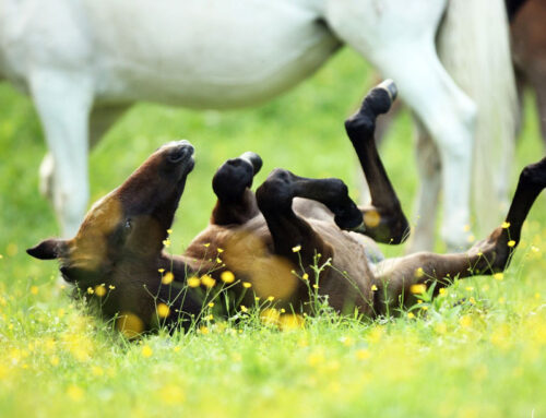 Osterferien im Lipizzanergestüt Piber
