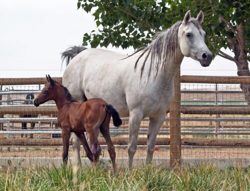 Embryotransfer bei barocken Pferderassen