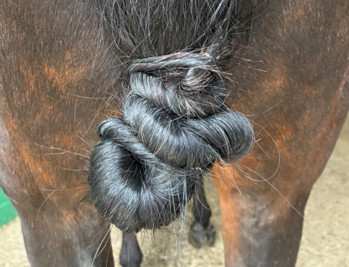 Der Nudo Vaquero – ein praktischer Schweifknoten
