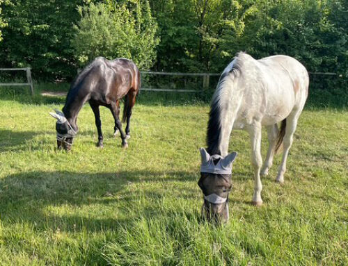 Sonnenbrand bei Pferden: Wenn helle Haut zum Risiko wird