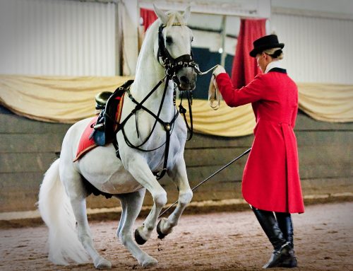 Weiße Lipizzaner in Südafrika: Eine lebendige Brücke zwischen Geschichte, Kunst und Publikum