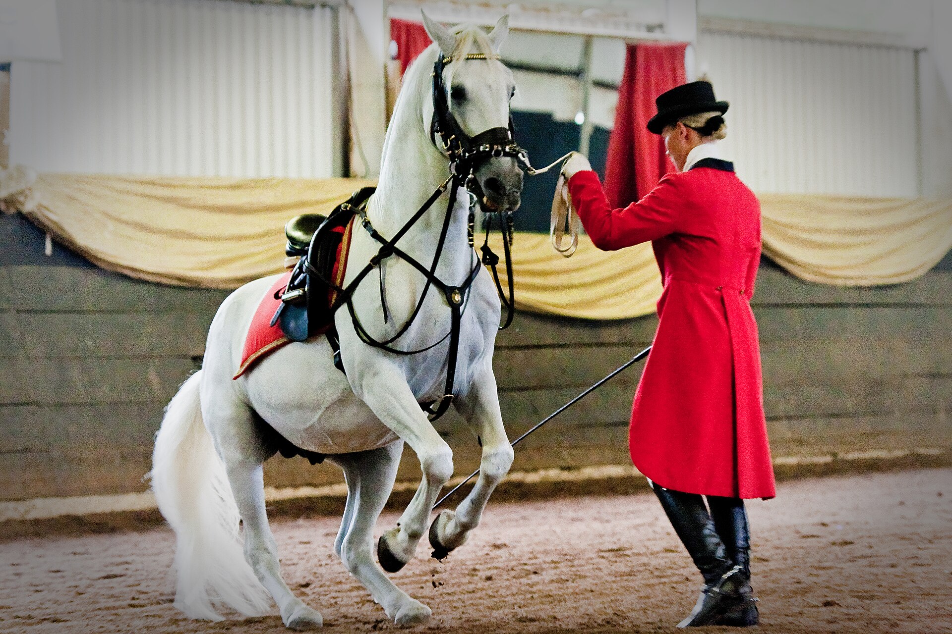 Lipizzanerhengst Maestoso Erdem und Simone Howard