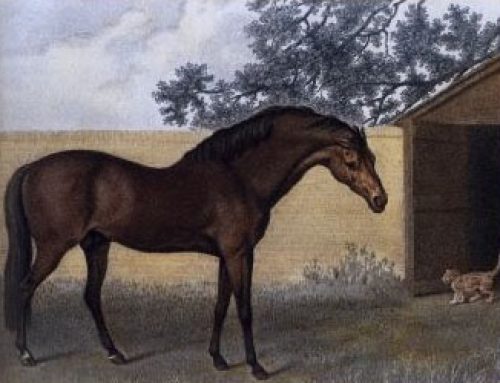 Godolphin Arabian – Ein Hengst mit zwei Namen