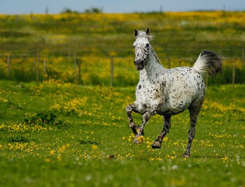 Knabstrupper – Das gepunktete Pferd aus Dänemark