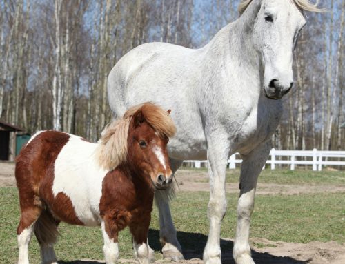 Das Gen, das Ponys klein hält: Wie die Körpergröße des Pferdes genetisch bestimmt wird