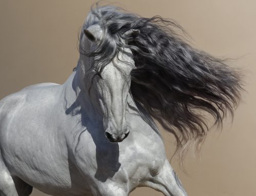 Berber, Andalusier, Lipizzaner: Woher kommen die Barockpferde wirklich?