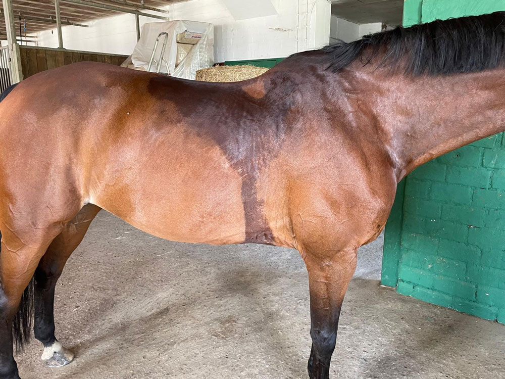 Reiten bei Hitze; Kühlpads fürs Pferd