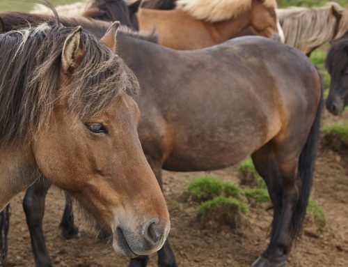Blutstuten in Island: Warum trächtige Stuten zum Fall für Europas Tierschutzrecht wurden