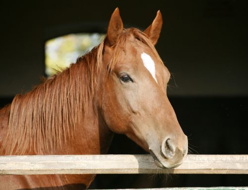 Kann eine Kamera erkennen, ob ein Pferd sich wohlfühlt?