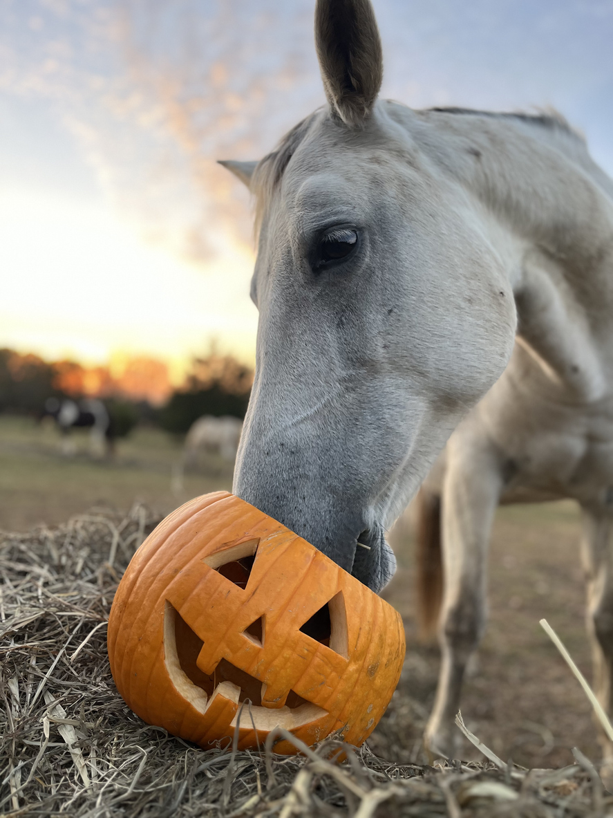 Kürbis für Pferde? Ja! Doch Halloween-Kürbisse sind nicht immer geeignet. Erfahren Sie, wie viel Kürbis Pferde fressen dürfen und worauf es bei der Fütterung ankommt. Hofreitschule News Pferdenachrichten